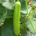 Bottle Gourd (Lauki) - Image 2